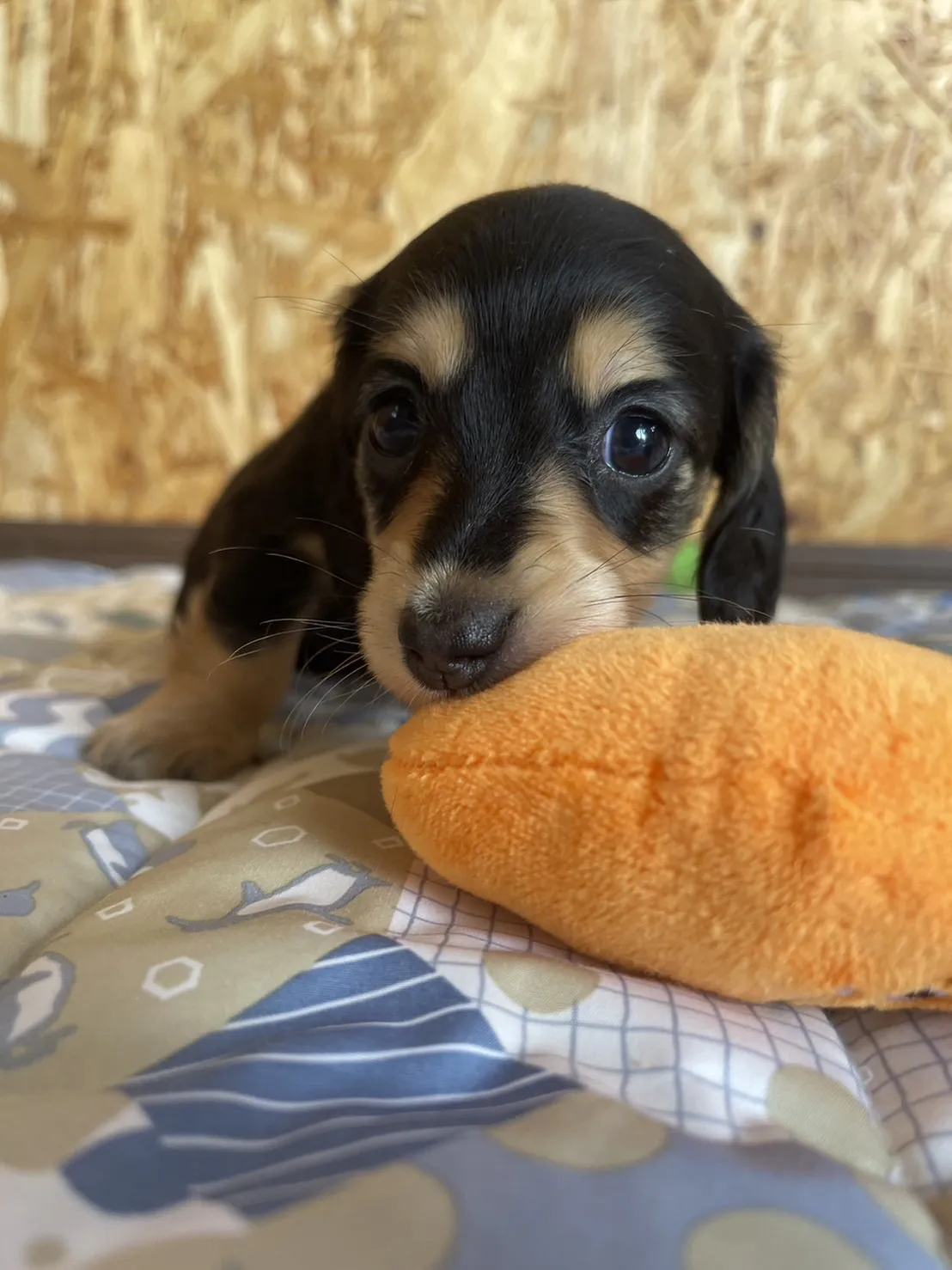 ダックスフント(オス)